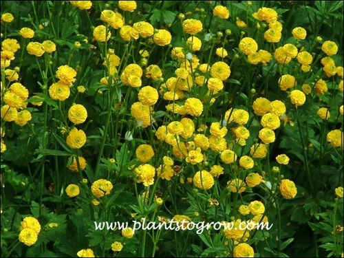 Lots of small double flowers.